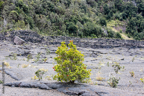 Canvas-taulu Ohi'a lehua bush with bright red flowers growing against the forested rim of Kil