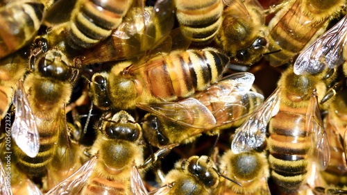 Bild auf Leinwand Honey Bees Working Together in a Busy Beehive Colony Close Up Macro View