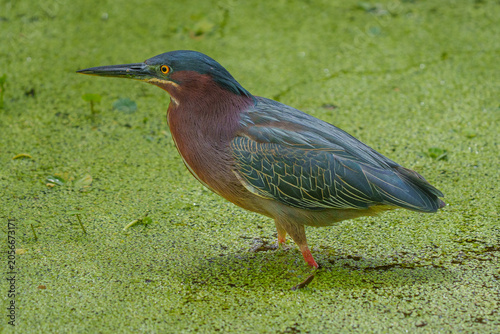 Green Heron