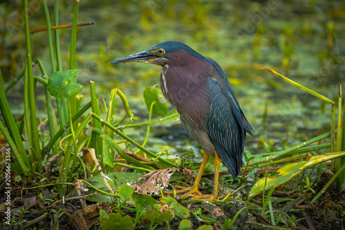 Green Heron