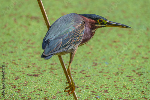 Green Heron