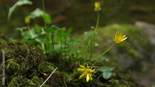 Lesser Celandine Yellow Wildflowers Growing in Mossy Woodland
