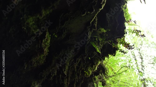 Looking Up from Inside a Mossy Overhanging Stone Cave