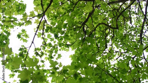 Looking Up View of Lush Green Tree Canopy in Spring Forest