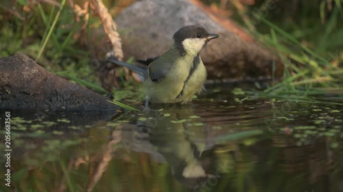 Young great Tit (Parus major) Kohlmeise take a bath at edge of pond during beautiful day.