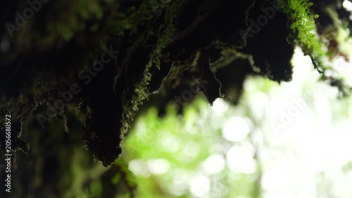 Macro Close Up of Moss and Fern Under Rock in Scottish Forest