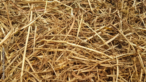 A pile of dry, brownish grass.