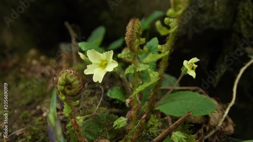 Primrose Flower with Young Unfurling Ferns