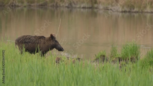 Family of wild boars feeding near swamp.