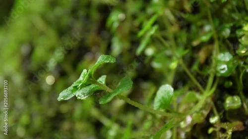 Shallow Depth of Field Shot of Tiny Plant in Damp Woodland