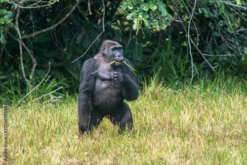 western gorilla