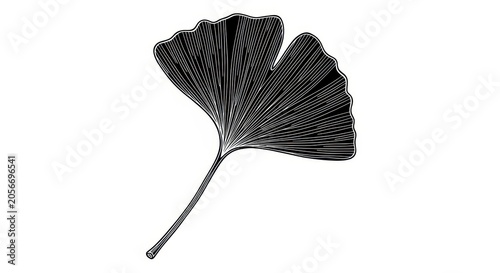 Black ginkgo leaf illustration