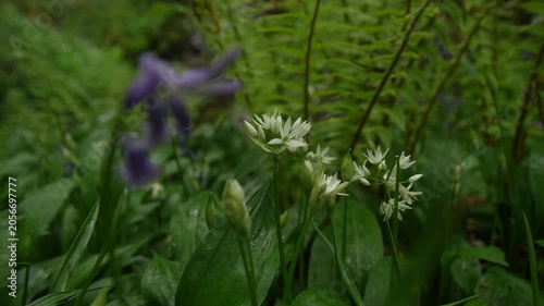 Wild Garlic White Flowers and Blurred Bluebells in Forest