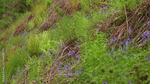 Wild Purple Bluebells on a Grassy Hillside Slope