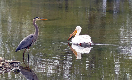 Great blue heron meets a pelican in a Colorado nature preserve