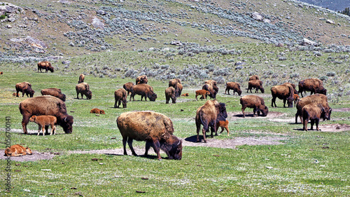 Foto Spring is calving time for bison herds in Yellowstone National Park