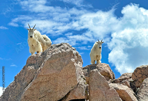 Mountain goats at the summit of Colorado's 14,000-foot Mount Blue Sky (formerly Mount Evans)