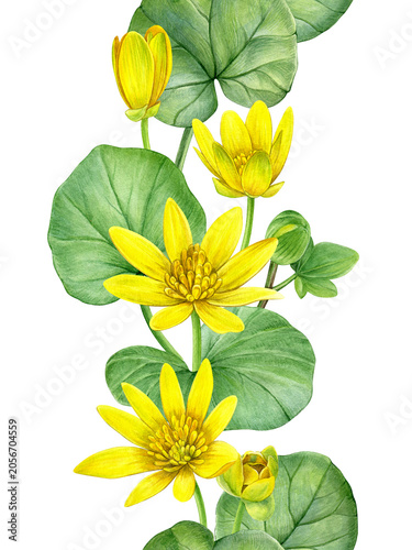 Watercolor seamless border with yellow lesser celandine (ficaria verna) flowers, buds and leaves. Hand-painted illustration for fabric, wallpaper, wrapping paper, stationery, packaging, textiles.