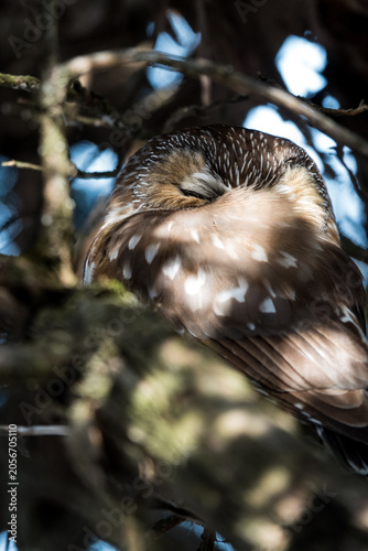 Photos Saw whet owl sleeping