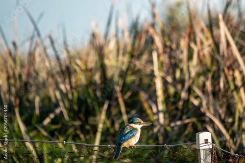 Fotografie Collared kingfisher on a fence
