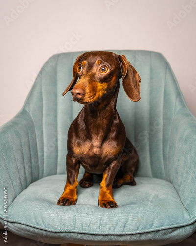 Portrait of cute dachshund sitting comfortably on blue armchair. Animal companionship, cozy surroundings and home comfort theme