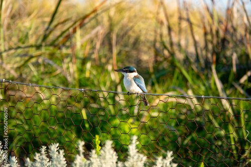 Фотография Collared kingfisher