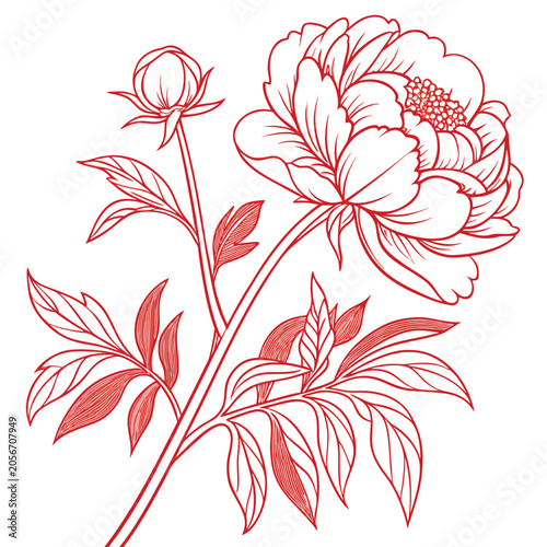 coral peony vector