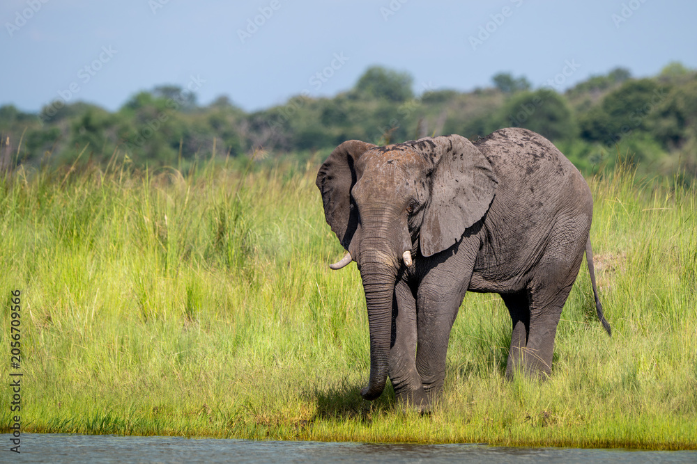 Fototapeta premium African elephant in Chobe National Park, Botswana