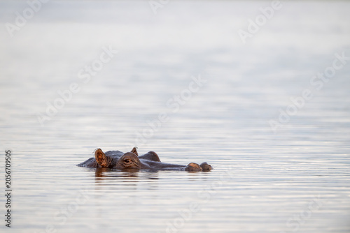 Hippopotamus submerged in the water of Chobe River.