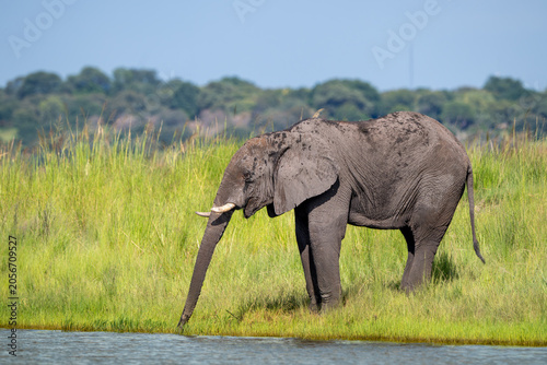 African elephant in Chobe National Park, Botswana