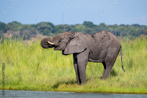 African elephant in Chobe National Park, Botswana