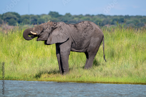 African elephant in Chobe National Park, Botswana