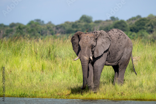 African elephant in Chobe National Park, Botswana
