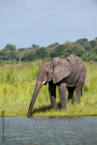 African elephant in Chobe National Park, Botswana