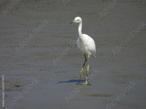 A snowy egret, living within the coastal wetlands of the Bombay Hook National Wildlife Refuge, Kent County, Delaware.