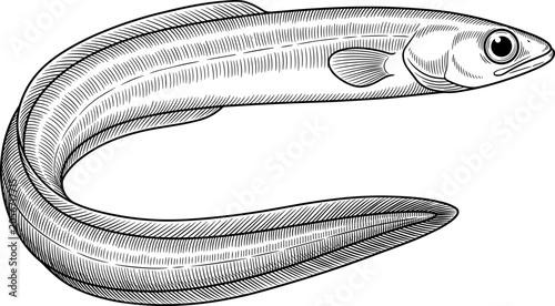 Fotografija Detailed black and white eel illustration with elongated body and fine shading, ideal for marine biology, education, and design projects