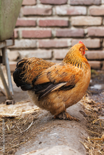 Large buff-colored hen with golden laced plumage standing in farmyard, red comb, brick wall behind - classic rustic poultry portrait