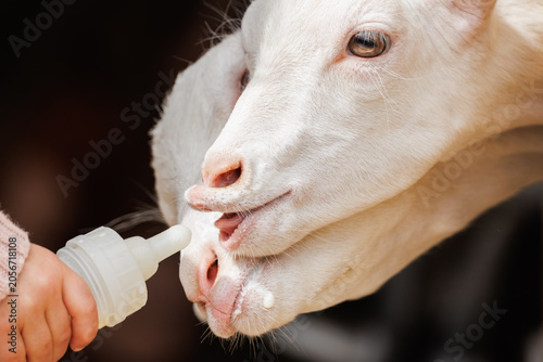 Two white goats eagerly sharing a milk bottle held by hand in pink sweater, close-up of muzzles and amber eyes - intimate farm feeding scene