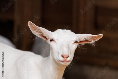 White goat looking calmly at camera, large spread ears, gentle squinting eyes, dark barn background - clean close-up farm animal portrait