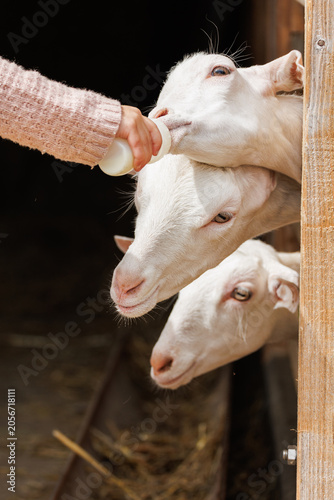 Three white goats leaning over wooden barn door competing for milk bottle held by hand in pink sweater - lively humorous farm feeding scene