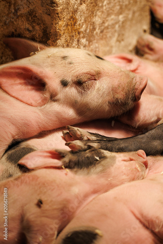 Newborn piglet resting face on sibling, eyes closed, pink skin with black spots, warm amber light - tender intimate close-up farm portrait