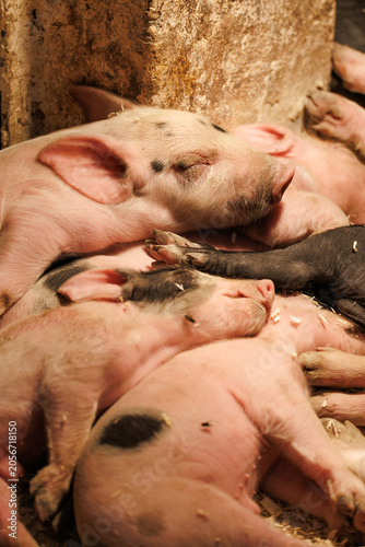 Newborn piglets overlapping in warm pile, pink skin and black spots, one resting face on sibling, golden light - close-up farm animal portrait