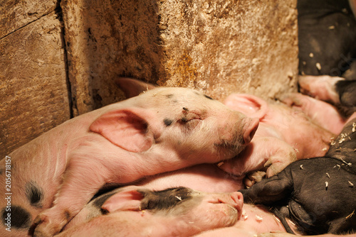 Newborn piglets sleeping in a warm pile against stone barn wall, pink skin and black spots, amber light - intimate farm animal scene