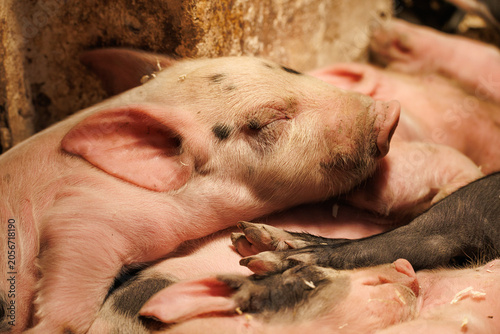 Newborn piglet sleeping among littermates, pink face with black spots, small ears, warm golden barn light - authentic farm animal close-up