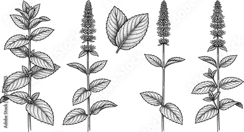 Tableau sur toile Detailed vintage botanical engraving illustration of mint plants with serrated l