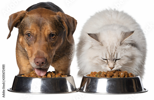 Happy dog and fluffy cat eating pet food together from matching shiny stainless steel bowls, isolated on white background, realistic fur texture, studio lighting, clean commercial pet food advertising
