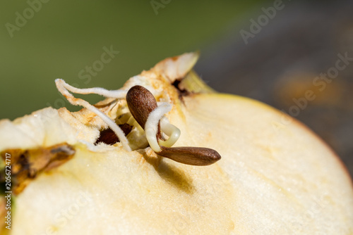 Keimende Samen im Apfel