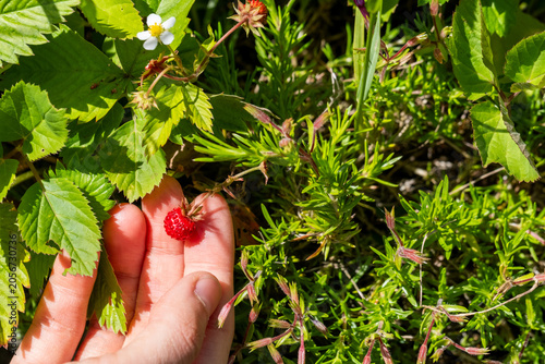 Handpflücken von wilden Erdbeeren