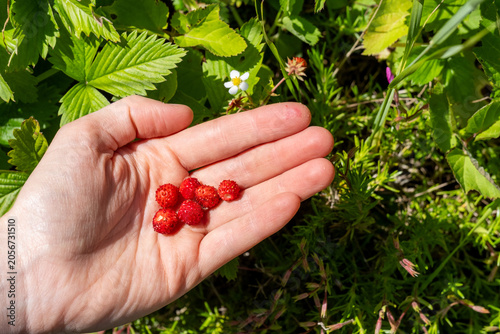 Walderdbeeren in der Hand (Nahaufnahme)