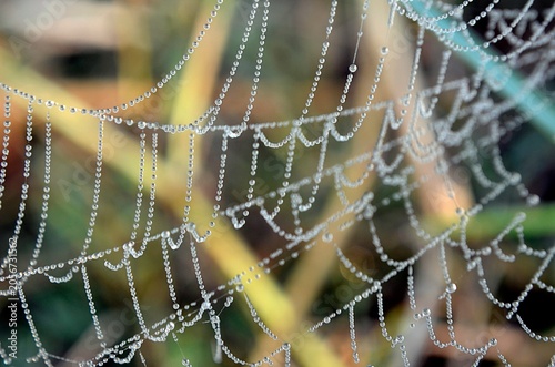 Konstfotografi Morning Dew on a Spider Web